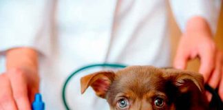 ¡Aberrado sexual! Veterinario tras la reja por abusar de perros y grabarse