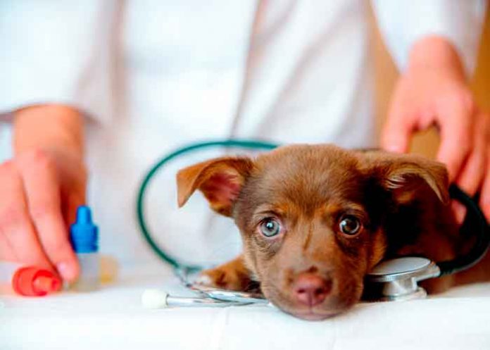 vete2 ¡Aberrado sexual! Veterinario tras la reja por abusar de perros y grabarse