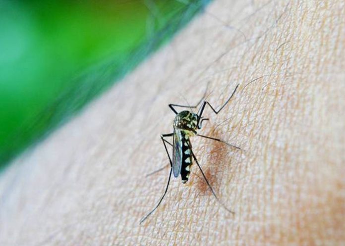 virus-1 Muere la primera mujer contagiada con nuevo virus en España