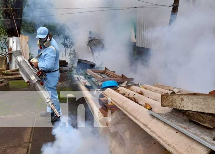 zancudo-lucha-maangua-6722 Lucha antiepidémica en Managua con fumigación y abatización