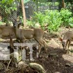 Certifican zoocriadero de venados cola blanca en Río San Juan Inauguración de zoocriadero de venado cola blanca en Río San Juan