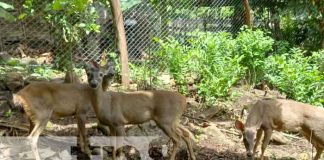Inauguración de zoocriadero de venado cola blanca en Río San Juan