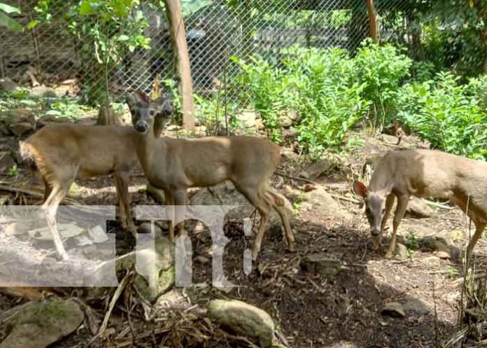 zoocriadero-rio-san-juan-03 Inauguración de zoocriadero de venado cola blanca en Río San Juan