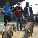 Familias reciben bonos de cerdos en Jalapa, Nueva Segovia