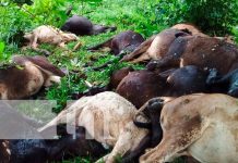 Rayo mata a 18 reses en comunidad de La Isla, Río Blanco nicaragua, rio blanco, reses,