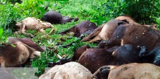 nicaragua, rio blanco, reses,