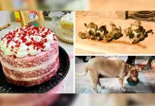 Mujer vende pasteles y con las ganancias alimenta a más de 50 animales callejeros argentina, perros, pasteles,