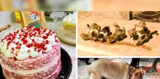 argentina, perros, pasteles,