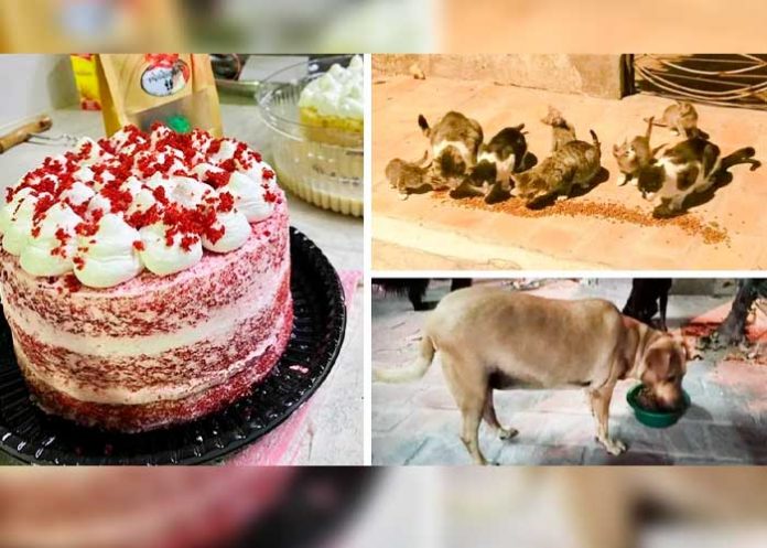 argentina, perros, pasteles,