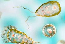 Muere un niño tras infectarse con una ameba ‘comecerebros’ en Texas Muere un niño tras infectarse con una ameba 'comecerebros' en Texas