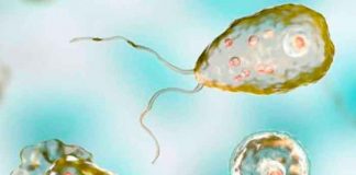 Muere un niño tras infectarse con una ameba 'comecerebros' en Texas