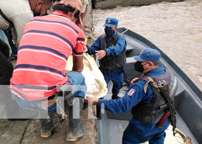 Distrito Naval Caribe regreso a cuatro tortugas a su hábitat natural