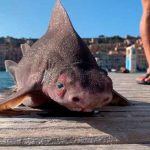 Cuerpo de tiburón y cabeza de cerdo: el extraño pez hallado en Italia
