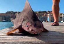 Cuerpo de tiburón y cabeza de cerdo: el extraño pez hallado en Italia Cuerpo de tiburón y cabeza de cerdo: el extraño pez hallado en Italia