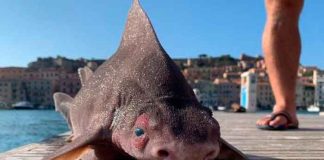 Cuerpo de tiburón y cabeza de cerdo: el extraño pez hallado en Italia