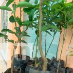 Conozca cómo practicar el injerto en árboles frutales con una técnica muy efectiva