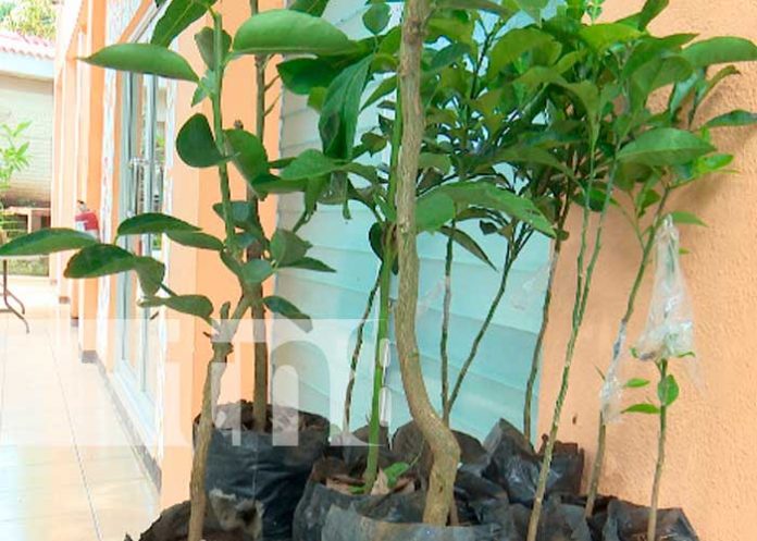 Conozca cómo practicar el injerto en árboles frutales con una técnica muy efectiva