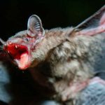 Un hombre muere de rabia tras despertar con un murciélago en su cuello en EE.UU. Un hombre muere de rabia tras despertar con un murciélago en su cuello en EE.UU.