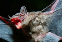 Un hombre muere de rabia tras despertar con un murciélago en su cuello en EE.UU. Un hombre muere de rabia tras despertar con un murciélago en su cuello en EE.UU.