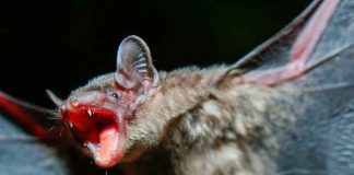 Un hombre muere de rabia tras despertar con un murciélago en su cuello en EE.UU.