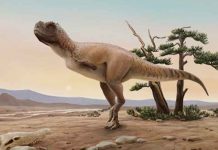 Paleontólogos encuentran nueva especie de dinosaurio carnívoro en Brasil Paleontólogos encuentran nueva especie de dinosaurio carnívoro en Brasil