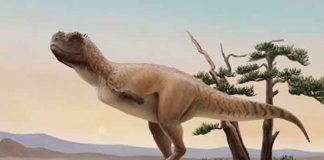 Paleontólogos encuentran nueva especie de dinosaurio carnívoro en Brasil