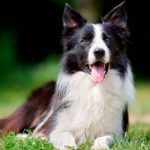 ¿Qué es el pannus y cómo afecta a los perros? pannus, perros, causas,