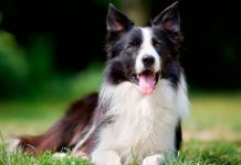 ¿Qué es el pannus y cómo afecta a los perros? pannus, perros, causas,