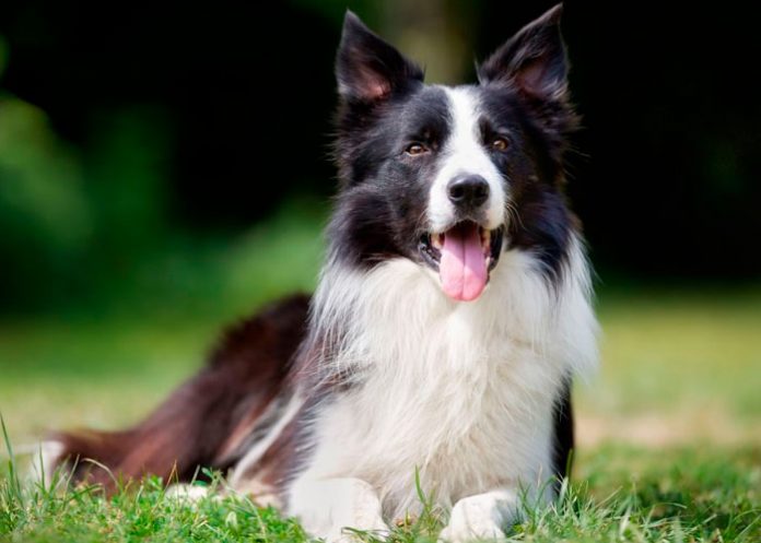 pannus, perros, causas,