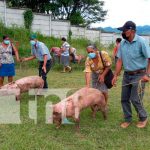 INTA entrega bonos de cerdas en Jinotega nicaragua, jinotega, produccion,
