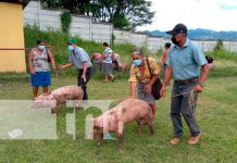 INTA entrega bonos de cerdas en Jinotega nicaragua, jinotega, produccion,