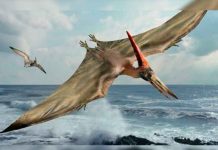 Científicos chilenos hallan fósil de dragón volador prehistórico Científicos chilenos hallan fósil de dragón volador prehistórico