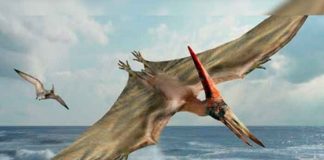 Científicos chilenos hallan fósil de dragón volador prehistórico