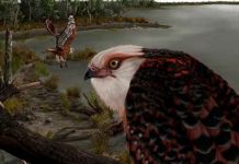Encuentran un fósil de águila de unos 25 millones de años en Australia Encuentran un fósil de águila de unos 25 millones de años en Australia