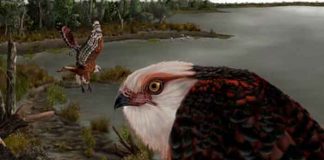 Encuentran un fósil de águila de unos 25 millones de años en Australia