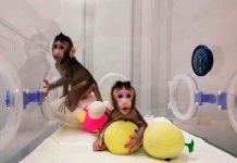 Estudio: Un gen de monos y ratones interfiere con el VIH y el ébola