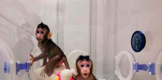 Estudio: Un gen de monos y ratones interfiere con el VIH y el ébola