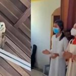 Le cantan a una lechuza para ahuyentarla y el ave se pone a bailar