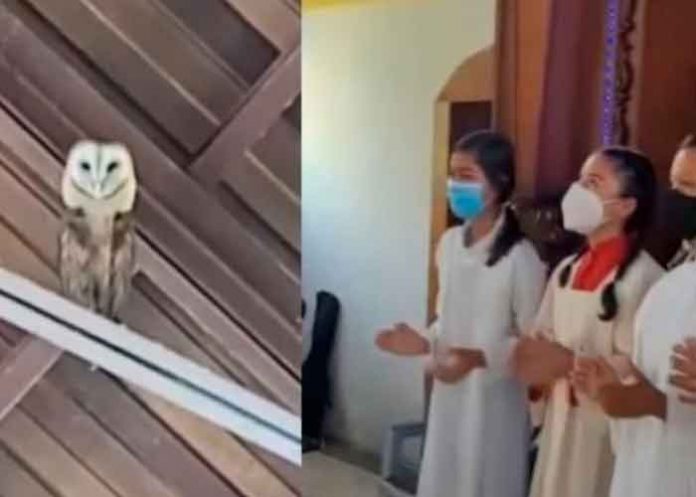 Le cantan a una lechuza para ahuyentarla y el ave se pone a bailar
