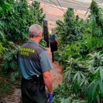 Incautan 9 mil 700 plantas de marihuana en un invernadero de Granada, España Incautan 9 mil 700 plantas de marihuana en un invernadero de Granada, España
