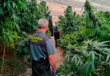 Incautan 9 mil 700 plantas de marihuana en un invernadero de Granada, España