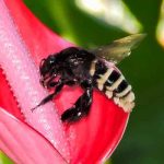 Descubren abeja andrógina: mitad hembra, mitad macho en Ecuador Descubren abeja andrógina: mitad hembra, mitad macho en Ecuador