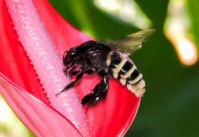 Descubren abeja andrógina: mitad hembra, mitad macho en Ecuador Descubren abeja andrógina: mitad hembra, mitad macho en Ecuador