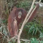 Abominable: Usaban a orangután para placeres sexuales en un burdel