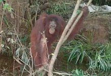 Abominable: Usaban a orangután para placeres sexuales en un burdel