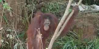 Abominable: Usaban a orangután para placeres sexuales en un burdel