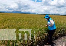 Nueva variedad de arroz resistente al cambió climático