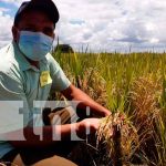 Nueva variedad de arroz se adapta al cambio climático con mejor rendimiento Nueva variedad de arroz resistente al cambió climático