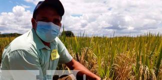 Nueva variedad de arroz resistente al cambió climático