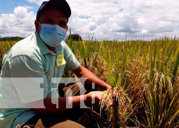 Nueva variedad de arroz resistente al cambió climático